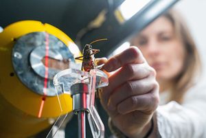 Heuschreckensprung als Vorbild für Exoskelette