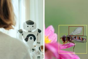 Zwei Fotos. Links: Ein humanoider Roboter schaut in die Kamera. Rechts: Eine Wildbiene sitzt auf einer lila Blume. Ein gelbes Quadrat rahmt die Wildbiene ein, ein grünes ihren Kopf, ein schwarzes ihren Körper, ein rotes ihren Flpgel.