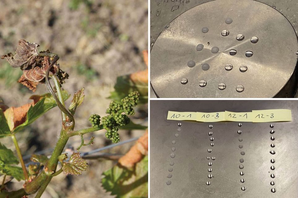 Drei Fotos: Links: Eine Weinrebe mit braunen Blättern und kleinen schrumpligen, grünen Weinbeeren. Rechts oben: Eine runde Trägerplatte aus Metall, auf der 18 Wassertropfen liegen, 6 davon sind gefroren. Rechts unten: Eine Trägerplatte aus Metall, darauf vier beschriftete Reihen Wassertropfen. In Reihe 10-1 sind 9 von 10 Tropfen gefroren. In Reihe 10-2 sind alle 11 Tropfen flüssig. In Reihe 12-1 sind 5 von 10 Tropfen geforen, in Reihe 12-3 keiner.