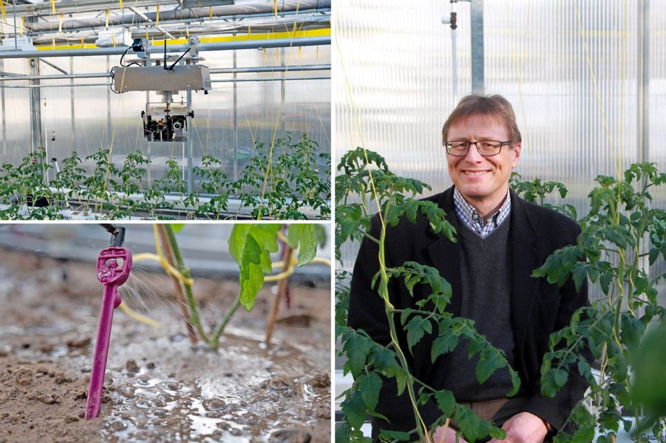 Drei Fotos: Links oben: An der Decke eines Gewächshauses hängt ein technisches Gerät mit einem Kameraobjektiv, darunter stehen Tomatenpflanzen. Links unten: In einem Tomatenbeet steckt eine Düse, die die Erde am Fuße der Tomatenpflanze mit einer Flüssigkeit besprüht. Rechts: Prof. Dr. Markus Richter im Gewächshaus zwischen Tomatenpflanzen.