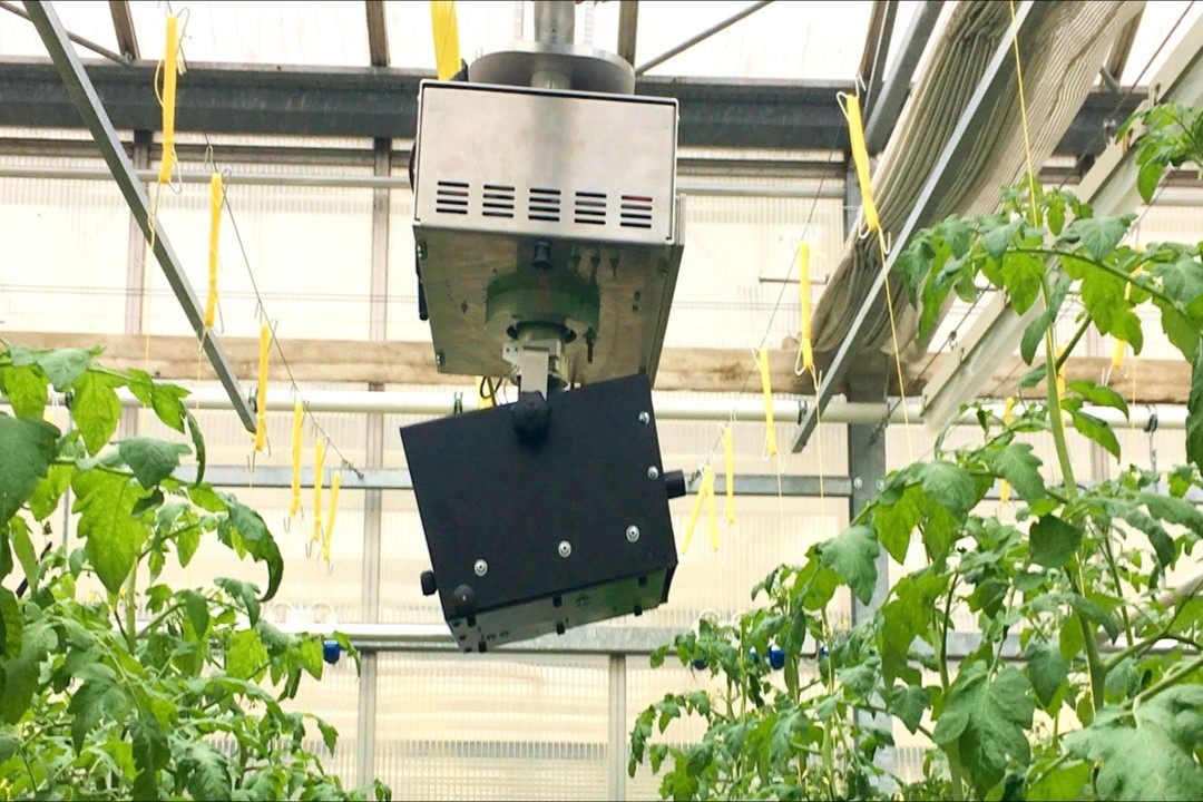 Ein schwarzer Kasten hängt an einem Träger aus Metall an der Decke eines Gewächshauses. Links und rechts ragen Tomatenpflanzen in die Höhe.