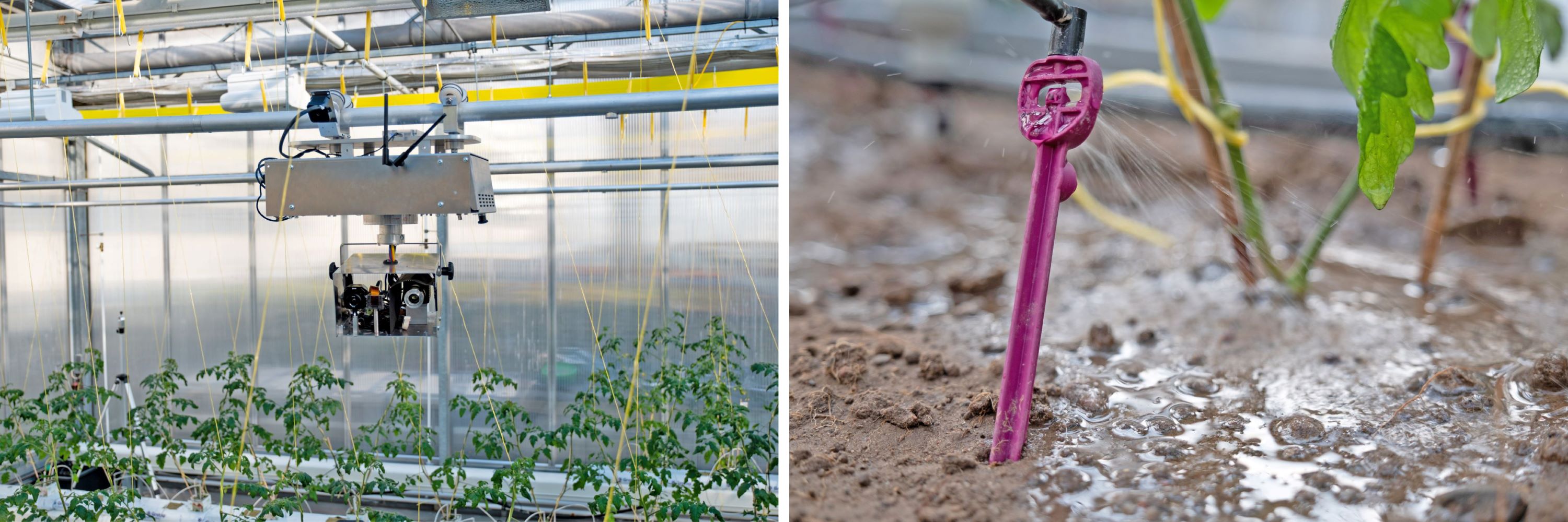 PLANTSENS Zwei Fotos: Links: An der Decke eines Gewächshauses hängt ein technisches Gerät mit einem Kameraobjektiv, darunter stehen Tomatenpflanzen. Links: In einem Tomatenbeet steckt eine Düse, die die Erde am Fuße der Tomatenpflanze mit einer Flüssigkeit besprüht.