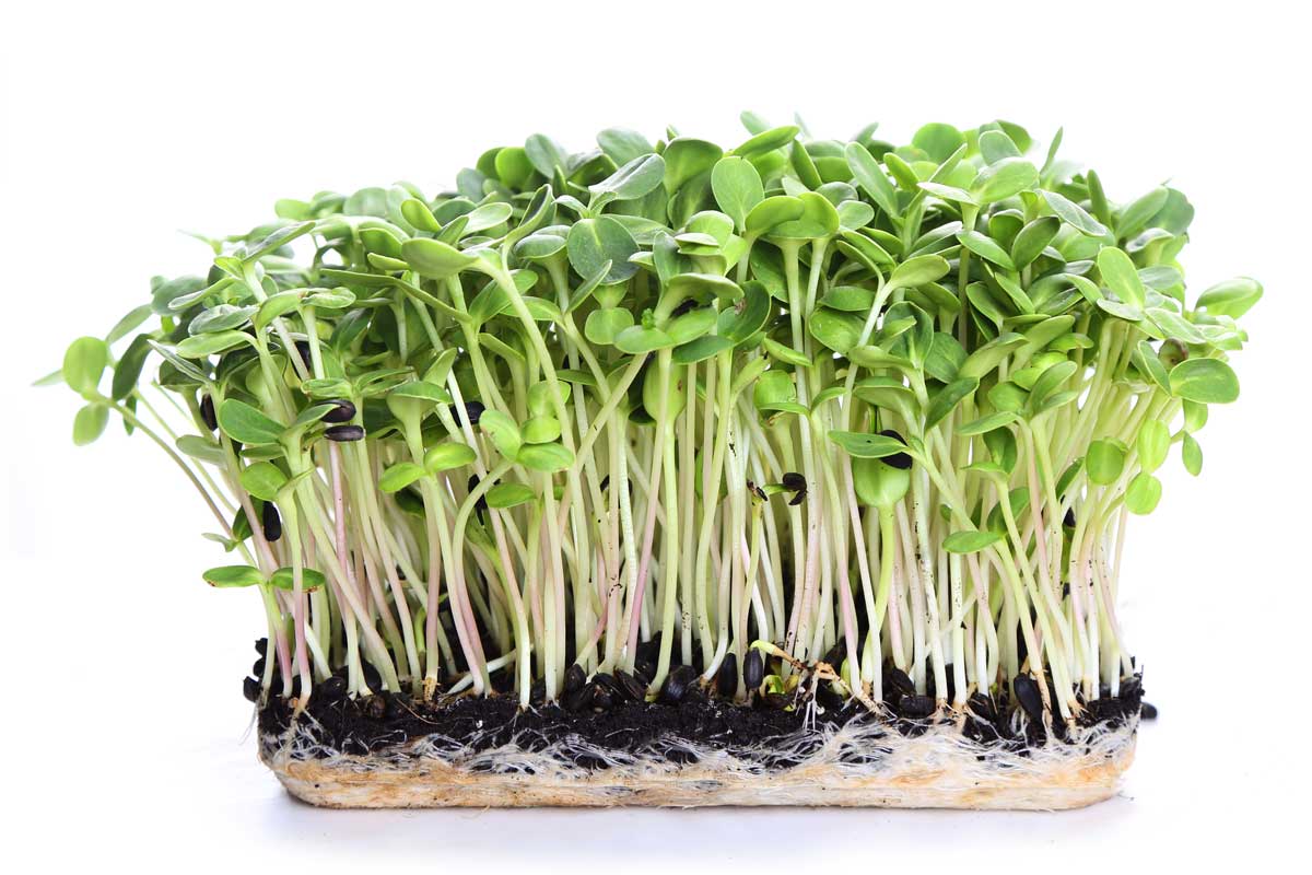 Keimende Microgreens