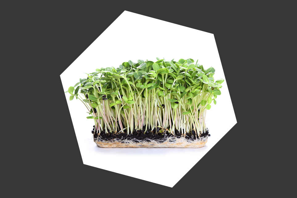 Keimende Microgreens